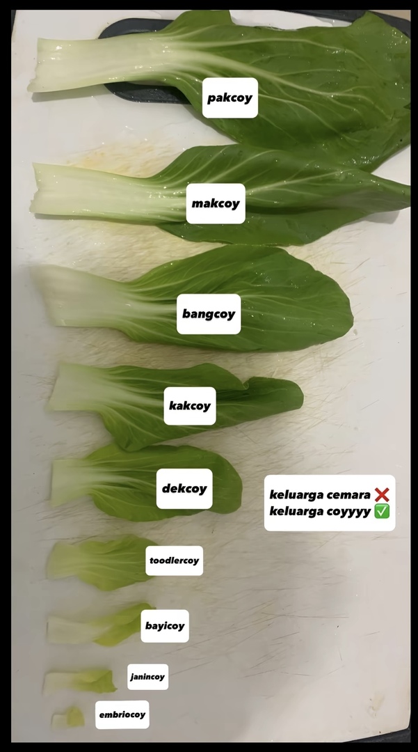 -rl ada yang mau bikin GDM COY gini ga pls lucu banget bukan keluarga cemara lagi tapi keluarga COY. Comment semenarik mungkin pls kalau mau , tapi  yang problematik jauh-jauh sana