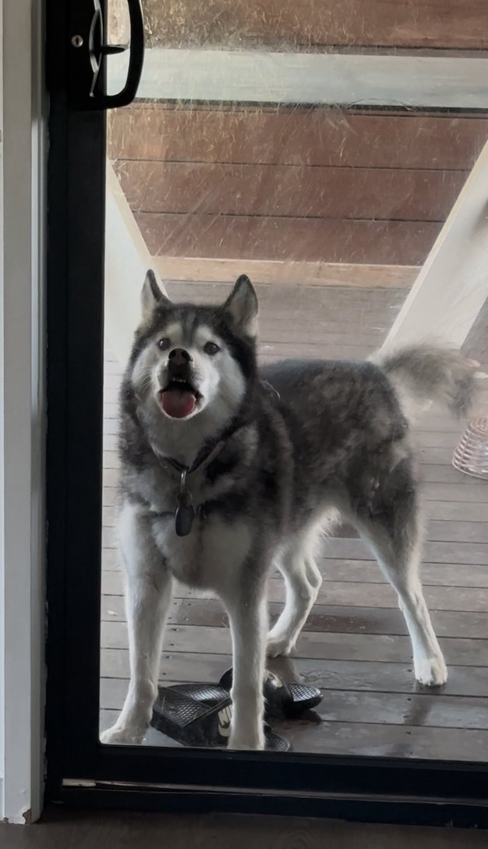 I think my dog is happy to see me 👁️👄👁️