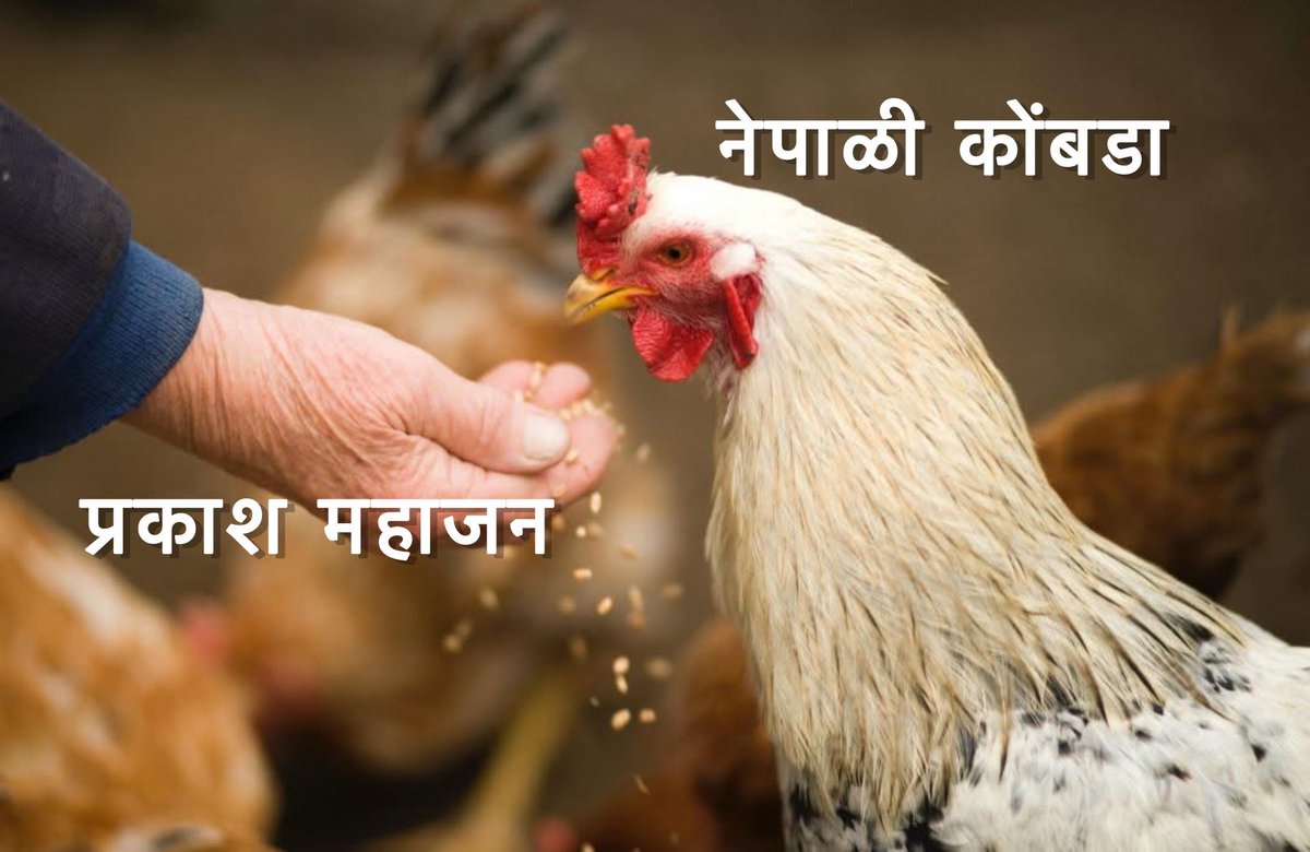 Sujit Neman tweet media