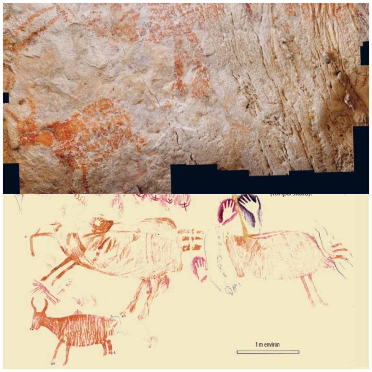 Manusia prasejarah Sundaland sempat mengabadikan sejenis banteng Borneo yang dilukis di atas tonjolan alami di dinding sehingga mirip bas-relief lebih dari 50000 tahun lalu, salah satunya di Ilas Kenceng (Lubang Jeriji Saleh) di ketinggian 385 meter di kawasan Gunung Marang.