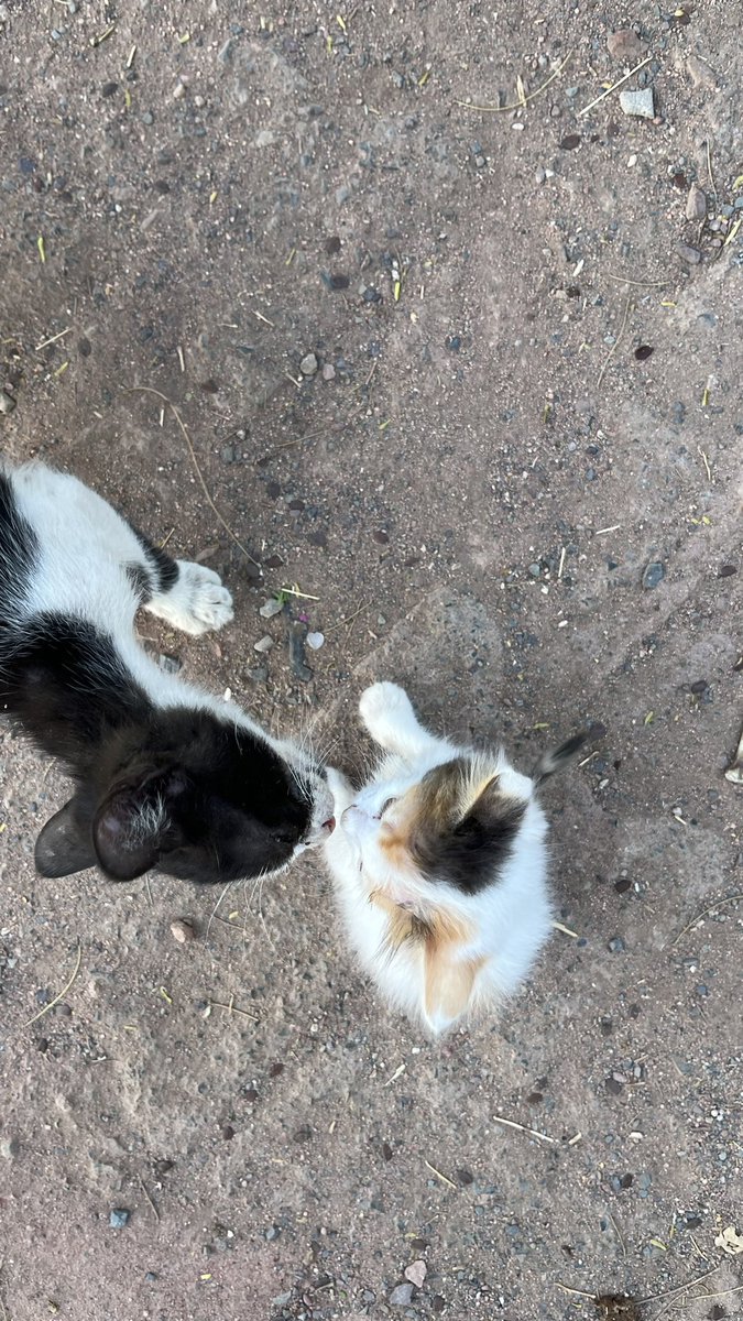 متااابعين شوووفوا