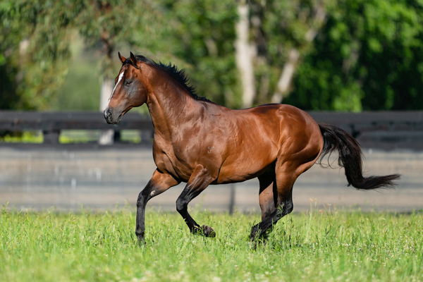 Vale, Snitzel - a little horse that lived a very big life -
Somewhere . . . in time's own space,
there must be some sweet, pastured place
Where creeks sing on - and tall trees grow,
some paradise where horses go,
For by the love that guides my pen,
I know great horses live again.
