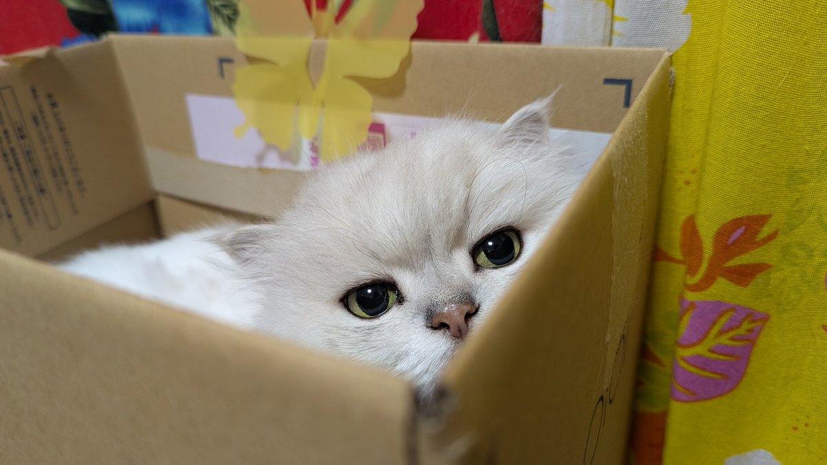 maychikorilalan's tweet photo. 今日の箱入り娘

(⁠ㆁ⁠ω⁠ㆁ⁠)

#箱入り娘　#白猫　#猫のいる暮らし https://t.co/ABWhV2GLzA