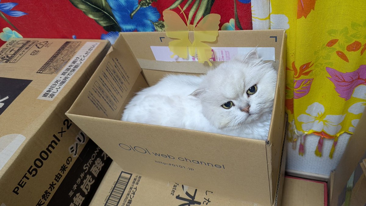 maychikorilalan's tweet photo. 今日の箱入り娘

(⁠ㆁ⁠ω⁠ㆁ⁠)

#箱入り娘　#白猫　#猫のいる暮らし https://t.co/ABWhV2GLzA