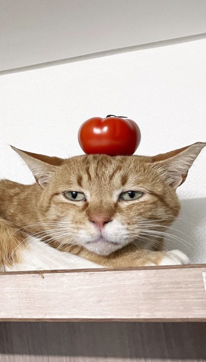 토마토에 눌린 제리 ㅋㅋㅋ (누군가 토마토를 얹어줬어요 🤭