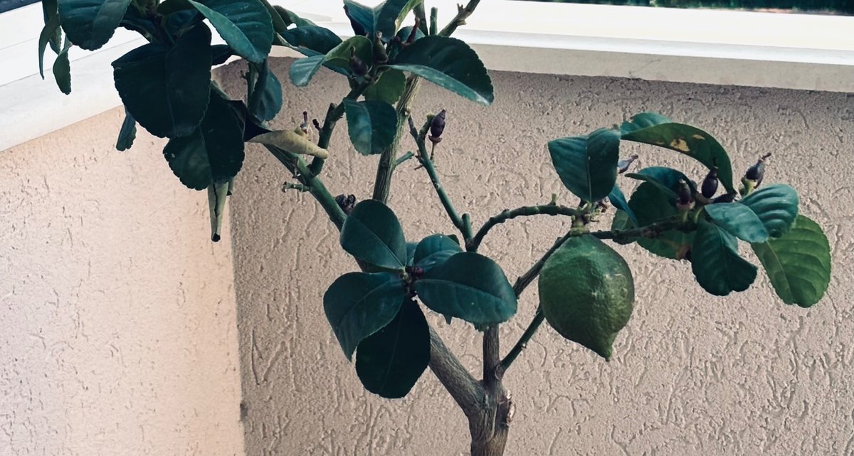 NasfYo's tweet photo. Green mornings // shared screens // 🦗 https://t.co/lpwRvxrmcL
