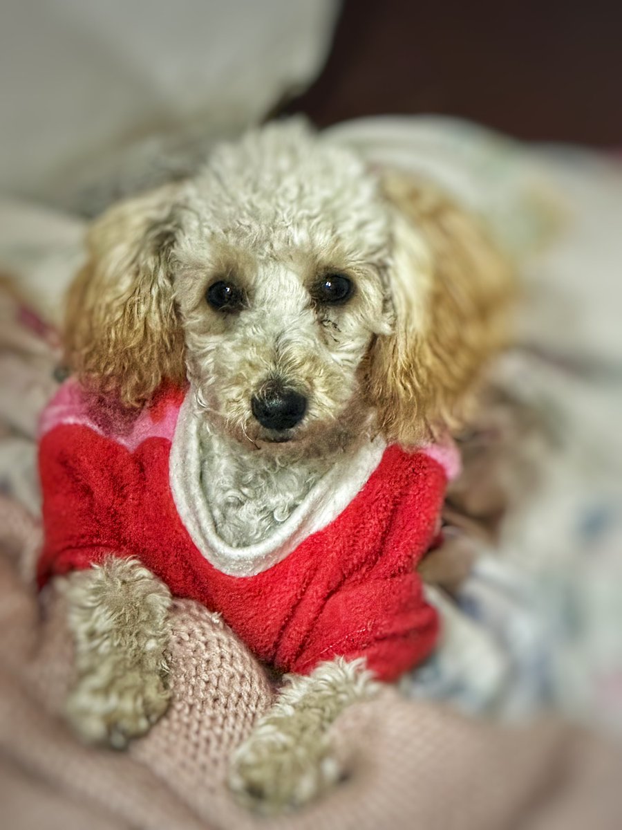 Dana_Vanetta's tweet photo. Te amo mi conita 🫶🏼😍 https://t.co/vnrYy4uUsW