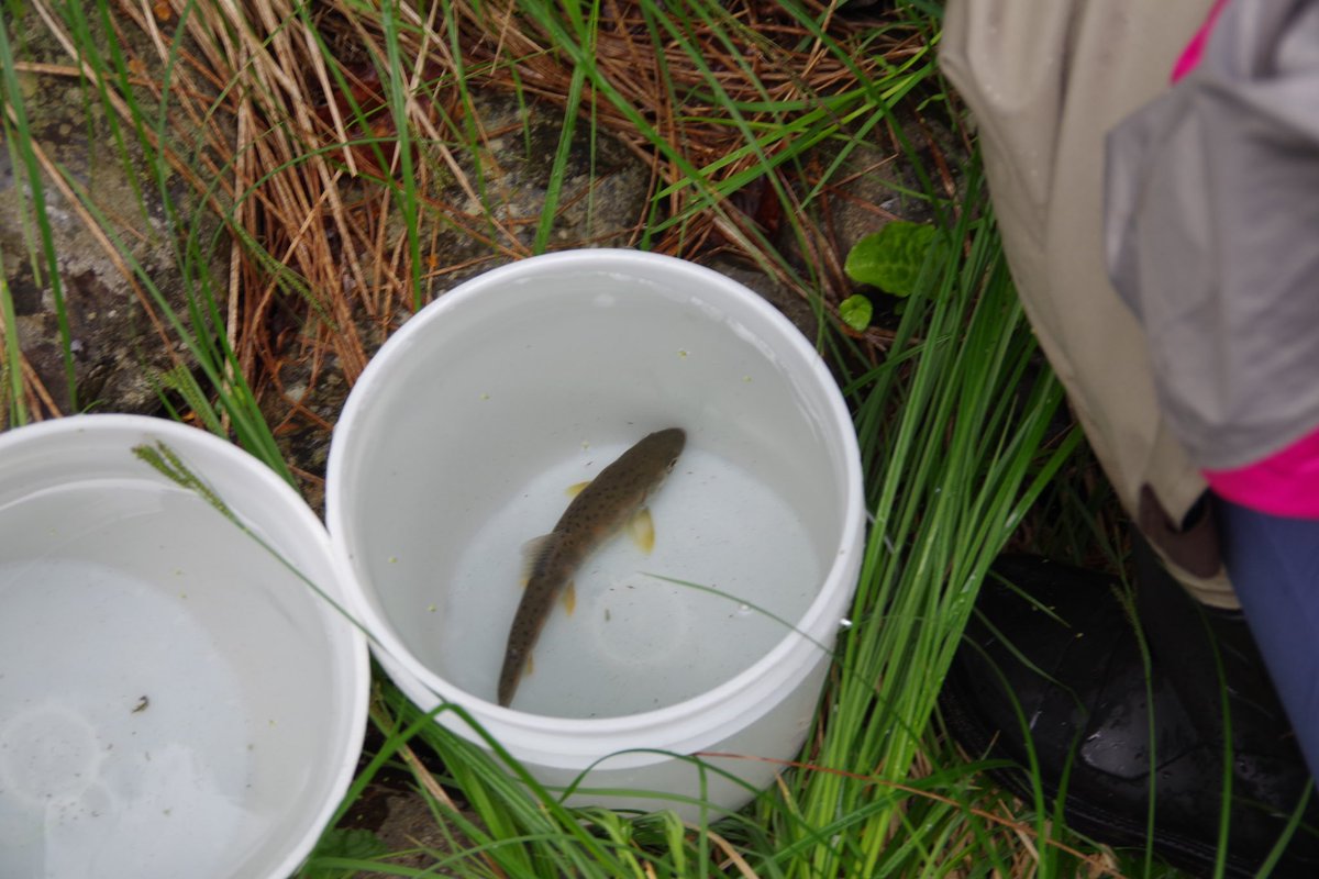 tsuritickets's tweet photo. 6/8は山梨県日川にて、渓流魚の資源量調査に参加させていただきました。

（ちゃんと許可を得て）電気ショッカーで採捕できたアマゴ＋イワナは234匹！！（だったはず）

リリース担当でしたが、はて、今までの累積釣行で200匹以上の渓流魚をつったことがあっただろうか…😆😇🤫 https://t.co/FM0tHkA04P