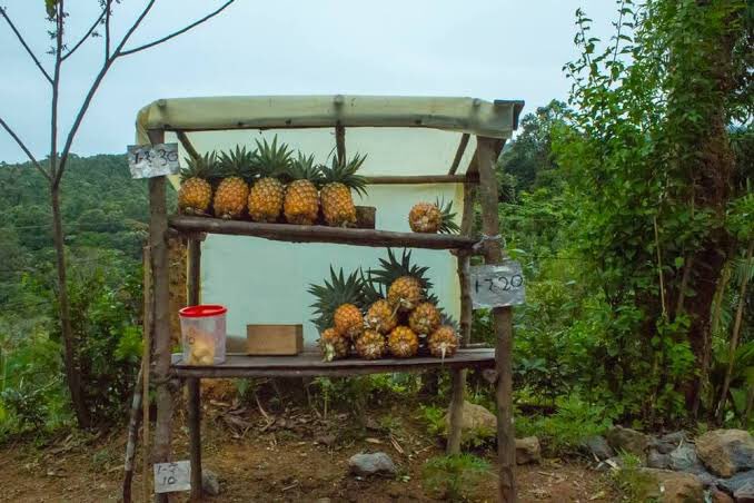 Zothanchhu11096's tweet photo. Along the highways of Seling, Mizoram — shops without shopkeepers! 🛍️ Just pick, pay, and go. A beautiful tradition of trust called Nghah Lou Dawr. ❤️ #Mizoram #IncredibleIndia #CultureOfTrust #WednesdayWisdom #BoostConfidence #ScienceBehindMantras @satkhongsai6709
@itsmesabita https://t.co/CybDpuaZA7