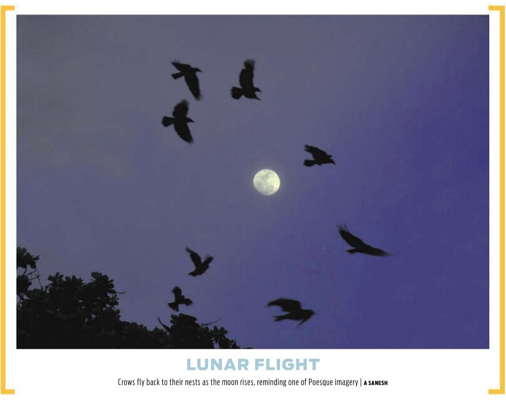 A Sanesh (@sanesh_tnie) on Twitter photo LUNAR FLIGHT
Crows fly back to their nests as the moon rises, reminding one of Poesque imagery |
A SANESH
<a href="/NewIndianXpress/">The New Indian Express</a> <a href="/xpresskerala/">TNIE Kerala</a> <a href="/shibasahu2012/">SHIBA</a> <a href="/sooraj_TNIE/">TP SOORAJ</a> <a href="/pendown/">Rajesh Abraham🇮🇳</a> <a href="/PaulCithara/">Cithara Paul</a> <a href="/MSKiranPrakash/">KIRAN PRAKASH</a> LUNAR FLIGHT
Crows fly back to their nests as the moon rises, reminding one of Poesque imagery |
A SANESH
<a href="/NewIndianXpress/">The New Indian Express</a> <a href="/xpresskerala/">TNIE Kerala</a> <a href="/shibasahu2012/">SHIBA</a> <a href="/sooraj_TNIE/">TP SOORAJ</a> <a href="/pendown/">Rajesh Abraham🇮🇳</a> <a href="/PaulCithara/">Cithara Paul</a> <a href="/MSKiranPrakash/">KIRAN PRAKASH</a>