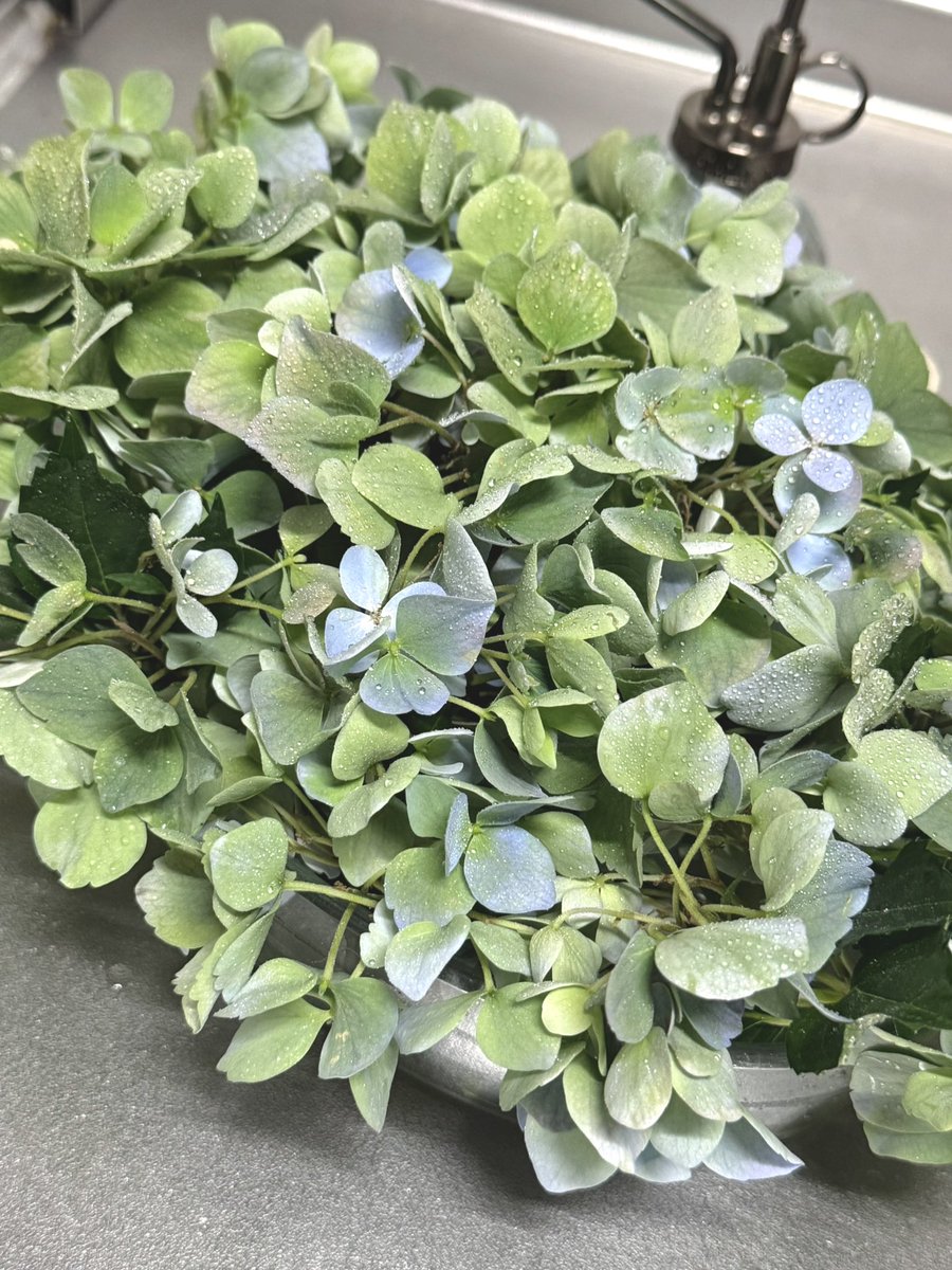 Hinali127's tweet photo. クリスタルヴェール2剪定した
植え替え下手すぎて寄っちゃってる笑 https://t.co/qpSgRXTSNP