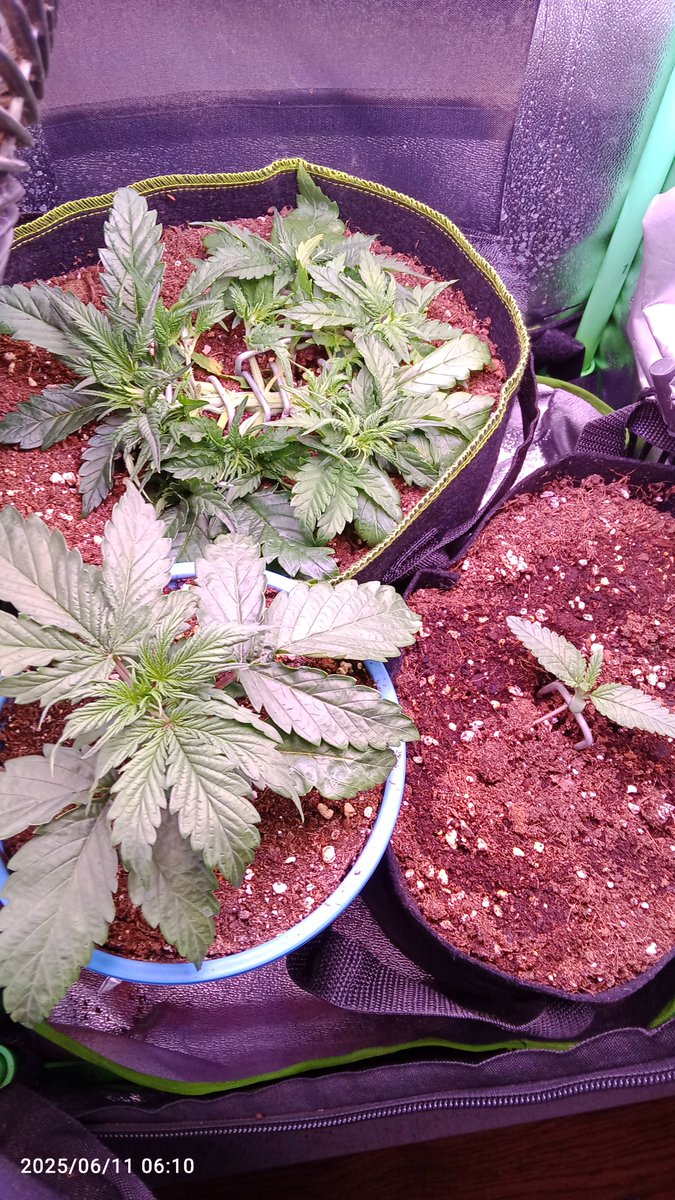 MacCheech (@maccheech1) on Twitter photo Guten Morgen Gromies 👋.
Chaosgrow mit Strawberry Gorilla an Tag 14 und der Blueberry Auto Tag 5 von <a href="/Fast_Buds_De/">Fast Buds DE</a>
+ Mikrogrow Green Posion Auto von <a href="/sweetseeds_es/">Sweet Seeds®</a>
In Progress, Futter combo Grow mineralisch + CalMag Guten Morgen Gromies 👋.
Chaosgrow mit Strawberry Gorilla an Tag 14 und der Blueberry Auto Tag 5 von <a href="/Fast_Buds_De/">Fast Buds DE</a>
+ Mikrogrow Green Posion Auto von <a href="/sweetseeds_es/">Sweet Seeds®</a>
In Progress, Futter combo Grow mineralisch + CalMag
