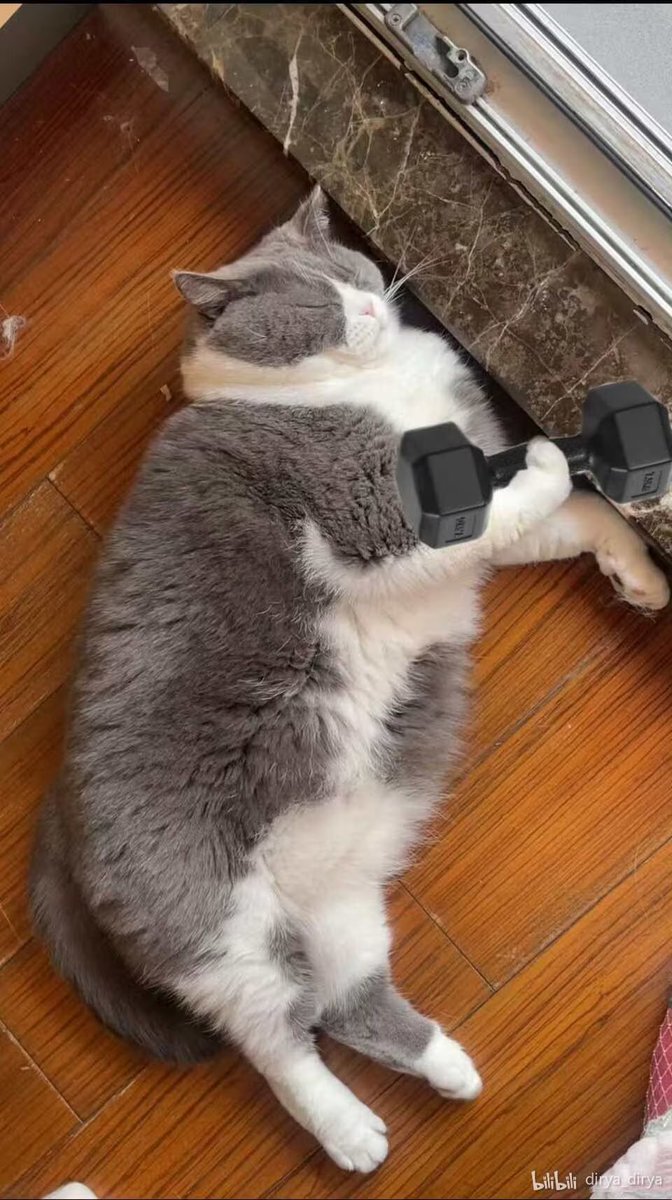 dirya_cos's tweet image. sir Pancake morning exercises routine 
#cat #car #bigcat