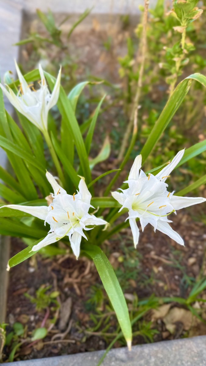 ويَبقَى التَّفاؤُلُ بَينَ البَشر كَغيمٍ تهَاطَل مِنهُ المَطر  فيَروِي القُلوبَ شَذَى عِطرِه ويَرسُم للعَين أَرقَى الصُّوَر .

صباحكم سعادة تملأ قلوبكم 🤍