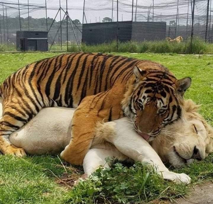 A Heartwarming thread of animals being bros🧵

This will bring a smile to your face😊