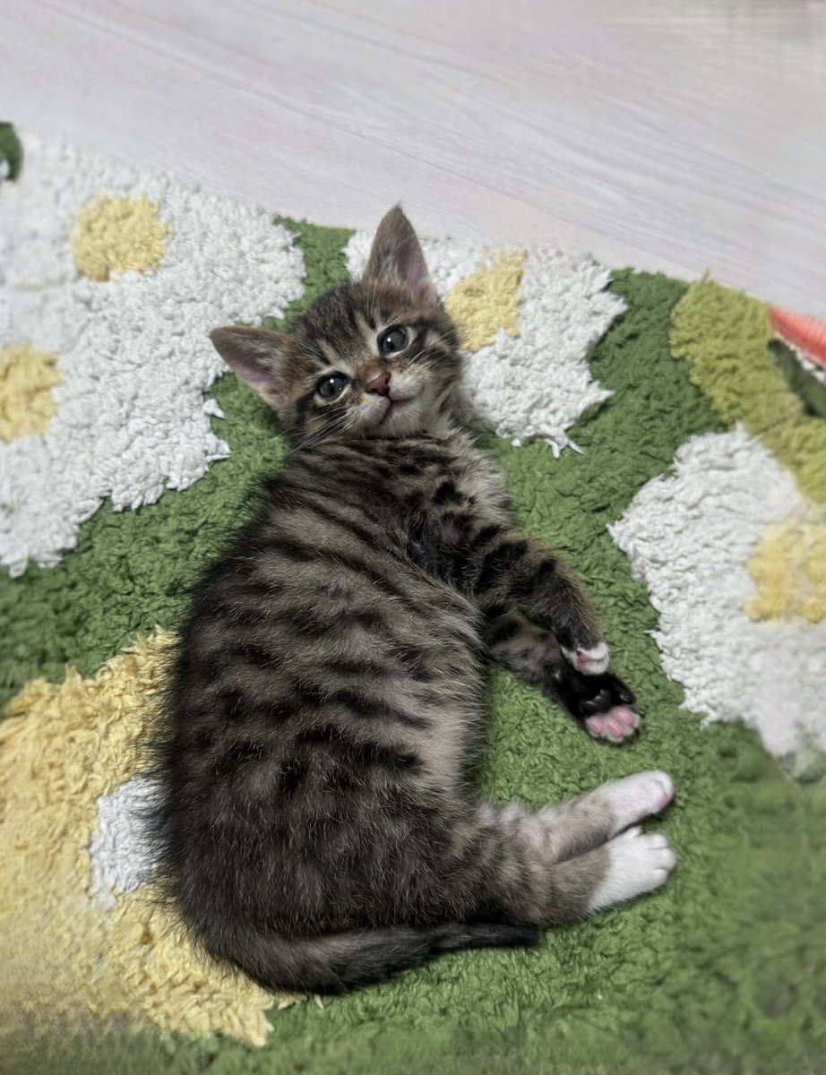 goldbee_theCAT's tweet photo. 조금 자라버린 그녀
하지만 변치 않는 미소

2주 전 / 어제 https://t.co/QdIxIwrDXn