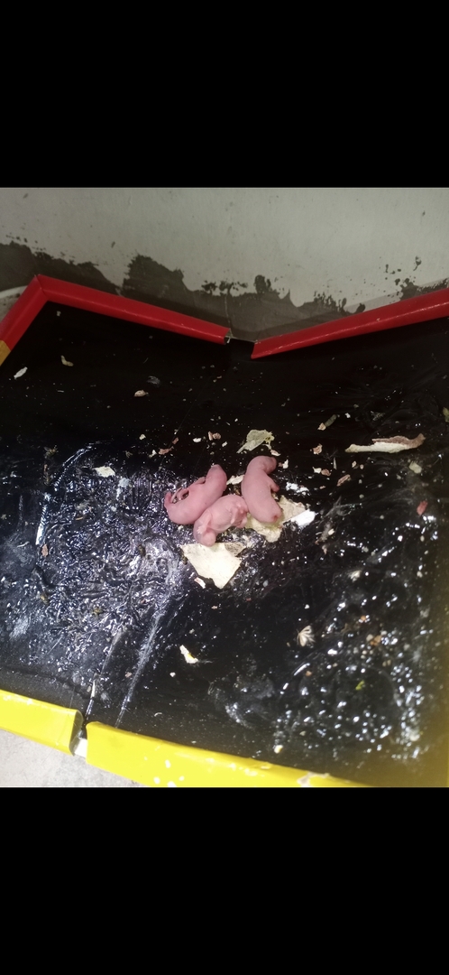 💭 baseconvo tweet media