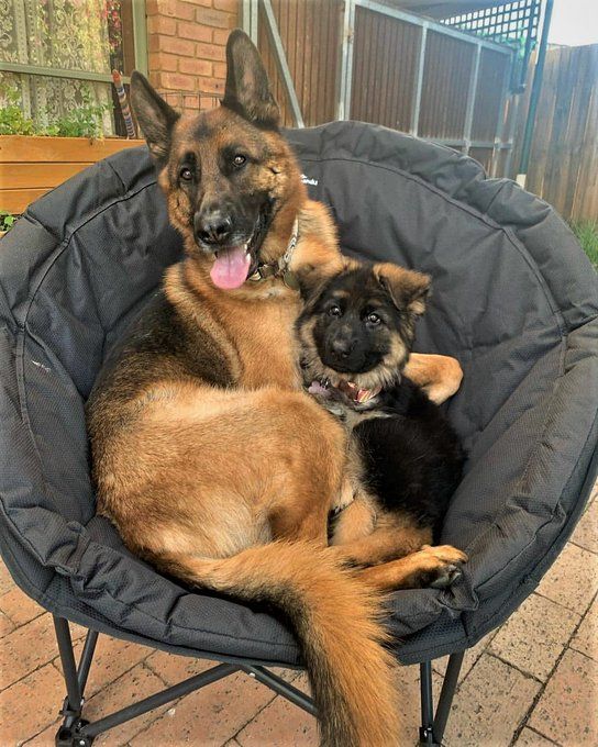 gsd_loversclub's tweet photo. #GermanShepherd
#GSD
#GermanShepherds
#DogLove
#PuppyLove
#DogFamily
#BestFriends
#CuddleBuddies
#DogsofTwitter
#BigBrotherLittleBrother 
#CozyDogs
#HappyDogs
#Dogs
#Puppies
#Pets
#Animals
#Canine
#FurryFriends
#Woof
#DogLife
#PuppyLife
#InstaDog 
#AdorableAnimals
#CuteAnimals https://t.co/claSUom3ew