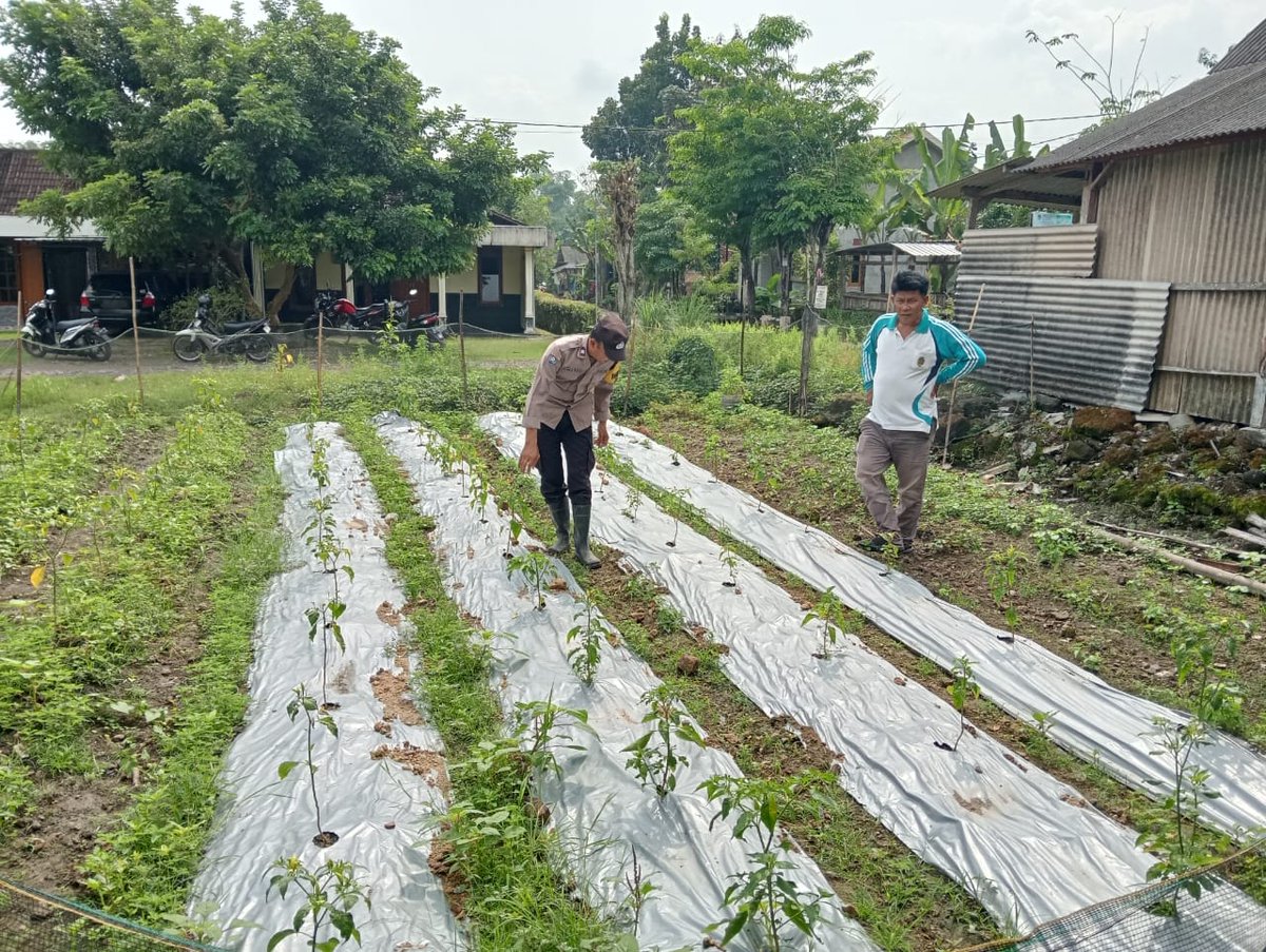 dyandra_ae's tweet photo. Bhabin Ds. Pilangkenceng Polsek Pilangkenceng sambang lahan P2B warga, dukung program ketahanan pangan 
#ketahananpangan #swasembadapangan #astacita #ketahananpanganpolresmadiun
#KabupatenMadiun
#PolresMadiun
#JawaTimur https://t.co/SW2O2eOjsL