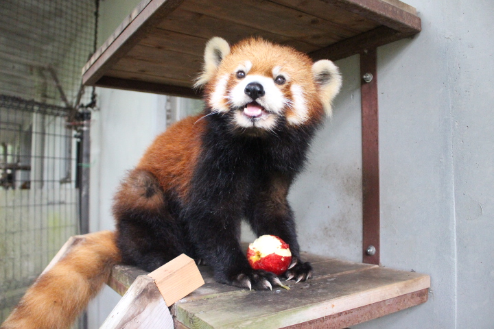 本日はレッサーパンダ「ホーマー」の13才のお誕生日です♪ 13と掘った