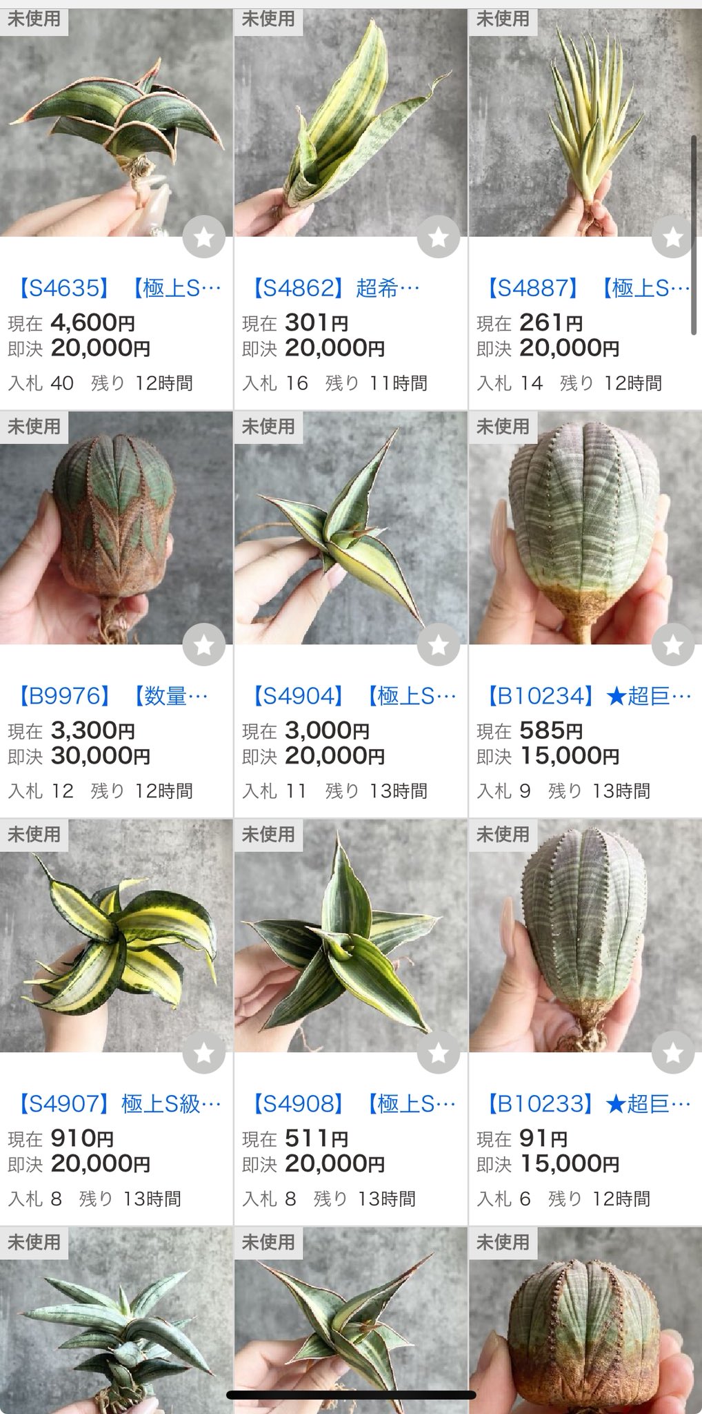 Setagaya plants market🪴 (@setagaya_plants) / X