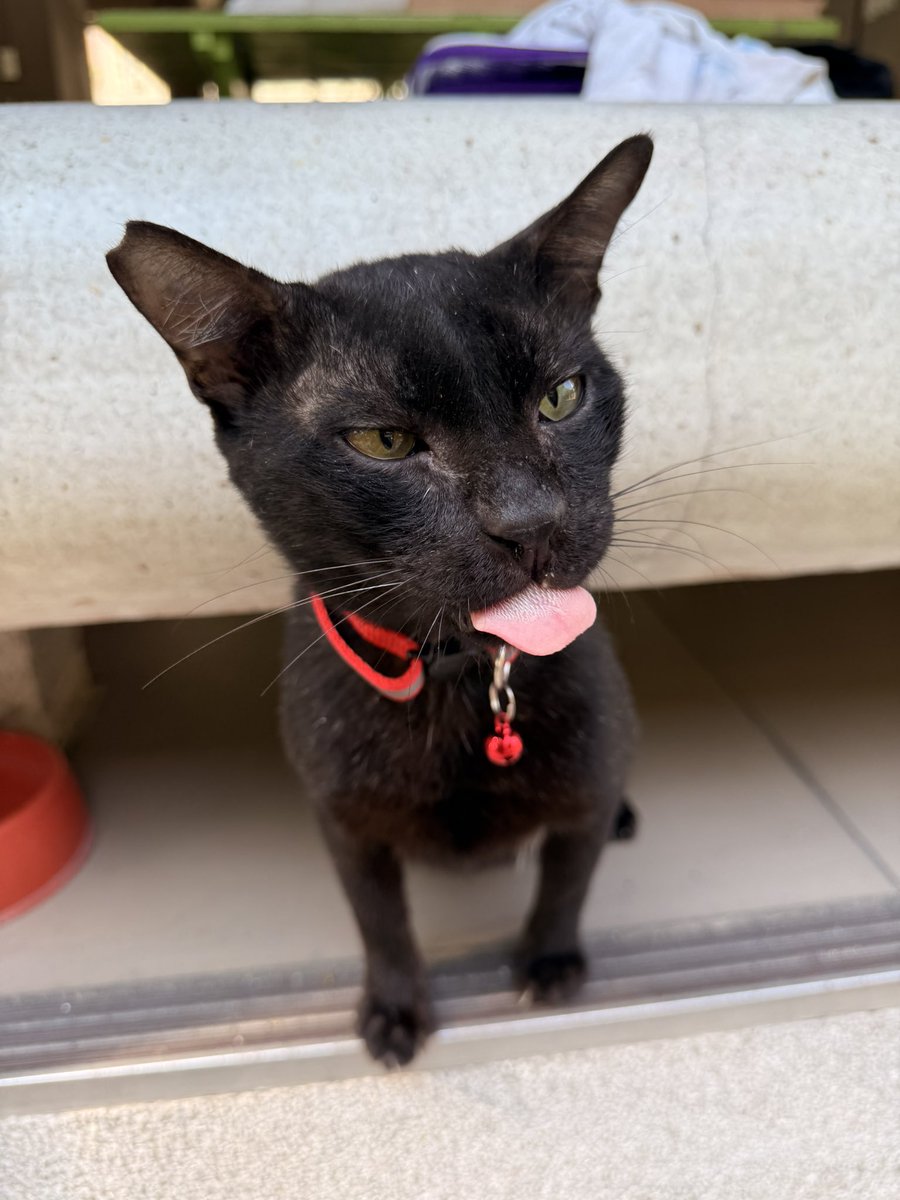 นี่ก็คาบโบโลน่าเหมือนพ่อ สำเนาถูกต้อง100%