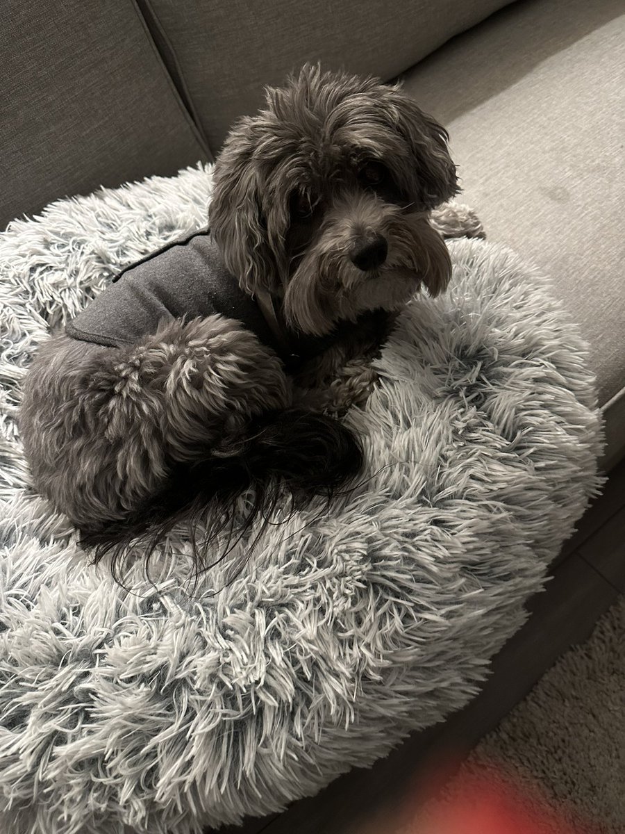 EliCatMo's tweet photo. I spent the day in my Thundershirt because I was shivery and anxious about something. It is tightly wrapped and makes you feel safe. It helped! But the way I act at times, mom is starting to think we have a ghost in the house 
👻whooOOooOO
#Rescue  #ZSHQ #YorkyPoo #Poltergeist https://t.co/XgvcMuEUEk