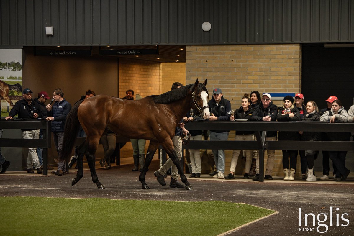 We’ve got a big afternoon planned at Oaklands. Stallions Southport Tycoon, Celestial Legend, Move To Strike and Schwarz are on site and being paraded all afternoon in Barn H. We then have Welcome Drinks in the pre-parade from 4pm with a special stallion parade of the
