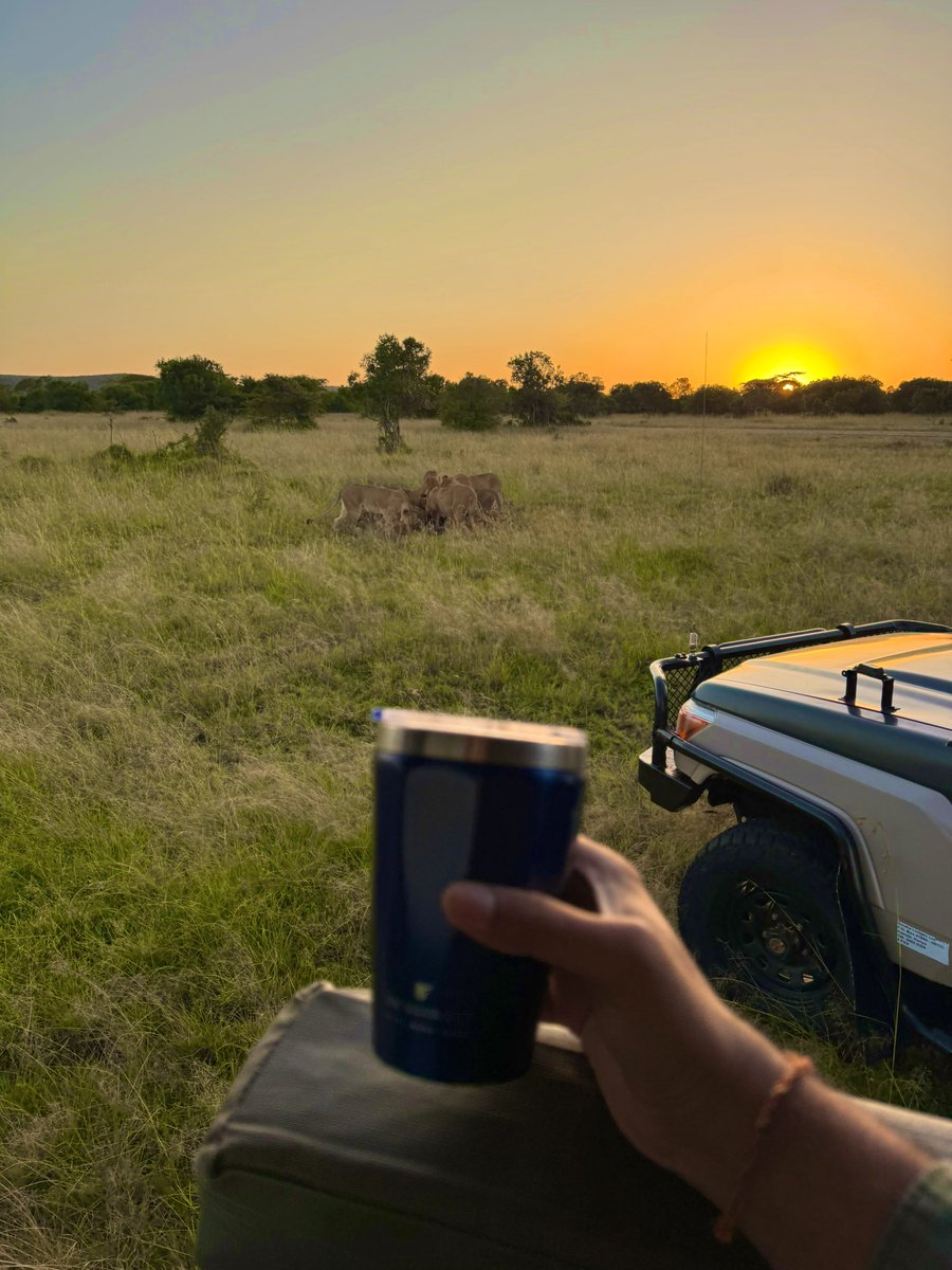Most people wake up to emails 📧 and alarms ⏰
I woke up to a lioness kill 🦁 and a strong brew ☕️🌄

Just another day at <a href="/JWMarriott/">JW Marriott Hotels</a> Masai Mara 🛖🇰🇪
#OnlyInAfrica 🌍 #MasaiMaraMoments 🐾 #JWMarriottMara ✨ #IntoTheWild 🌿 #SunriseSafari 🚙