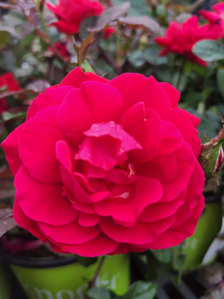 صباح الورد 🌺🌺
#تصويرى