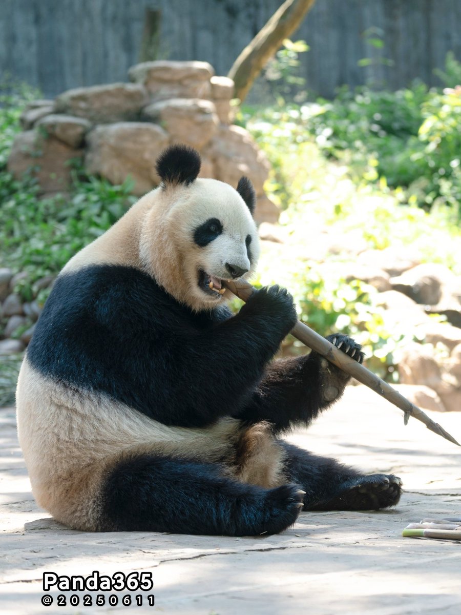 シンシンが今日ずっと食べてるけど🤪、明日娘の誕生日だってこと、わかってるのかな😂？
📸20250611🅒Panda365@Ya'an
#xiangxiang #シャンシャン #パンダ #China #Sichuan #Bifengxia #Riri #Shinshin #リーリー #シンシン #Xiaoxiao #Leilei #Fubao #碧峰峡 #Japan #UENO #shenshuping