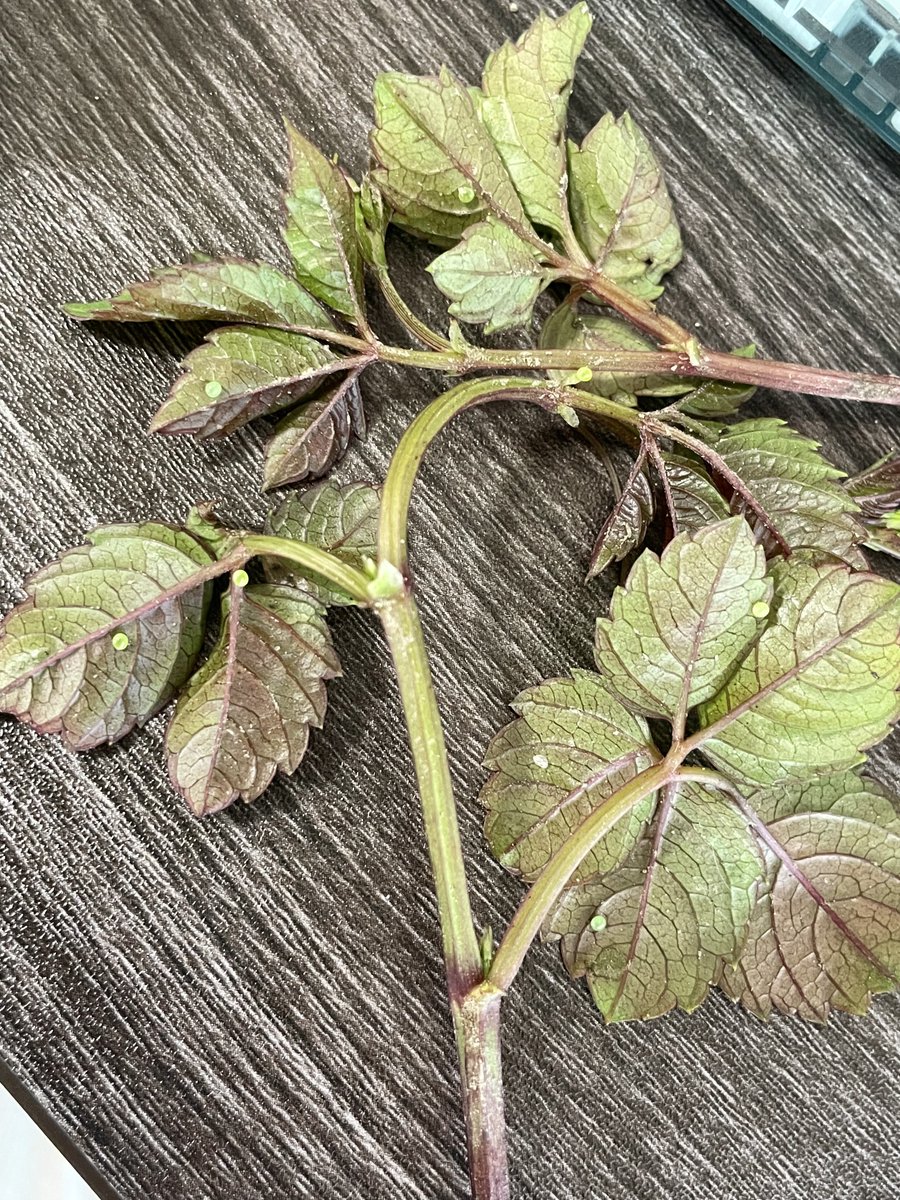 宝石がたくさん💎✨
生えたてヤブガラシの新芽にたくさん付いてた！
