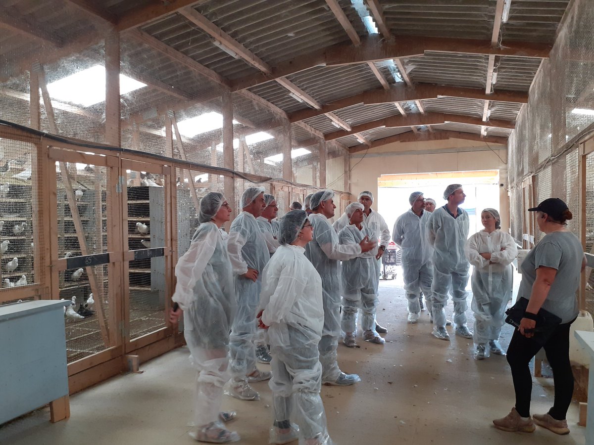 FDSEAVendee's tweet image. 🔎 Visite d’un élevage de pigeons à Ste-Hermine avec le CRAVI Pays de la Loire @CFA_Aviculteurs
La région compte 40 éleveurs & 110 000 couples reproducteurs 🐦
👉 30 % de la production française est ligérienne !
#FDSEAVendée #Aviculture #Agriculture