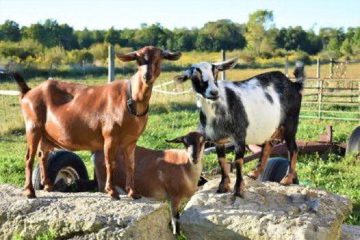 Don't let limited resources hold you back.Start small with livestock like goats just two can grow into a thriving investment with patience, care, and vision. Begin now and watch your small start turn into big rewards.