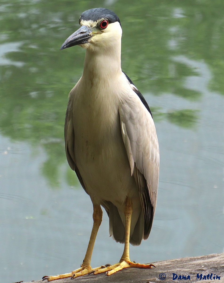 Black-crowned Night Heron at the Central Park Pond. #birdcpp