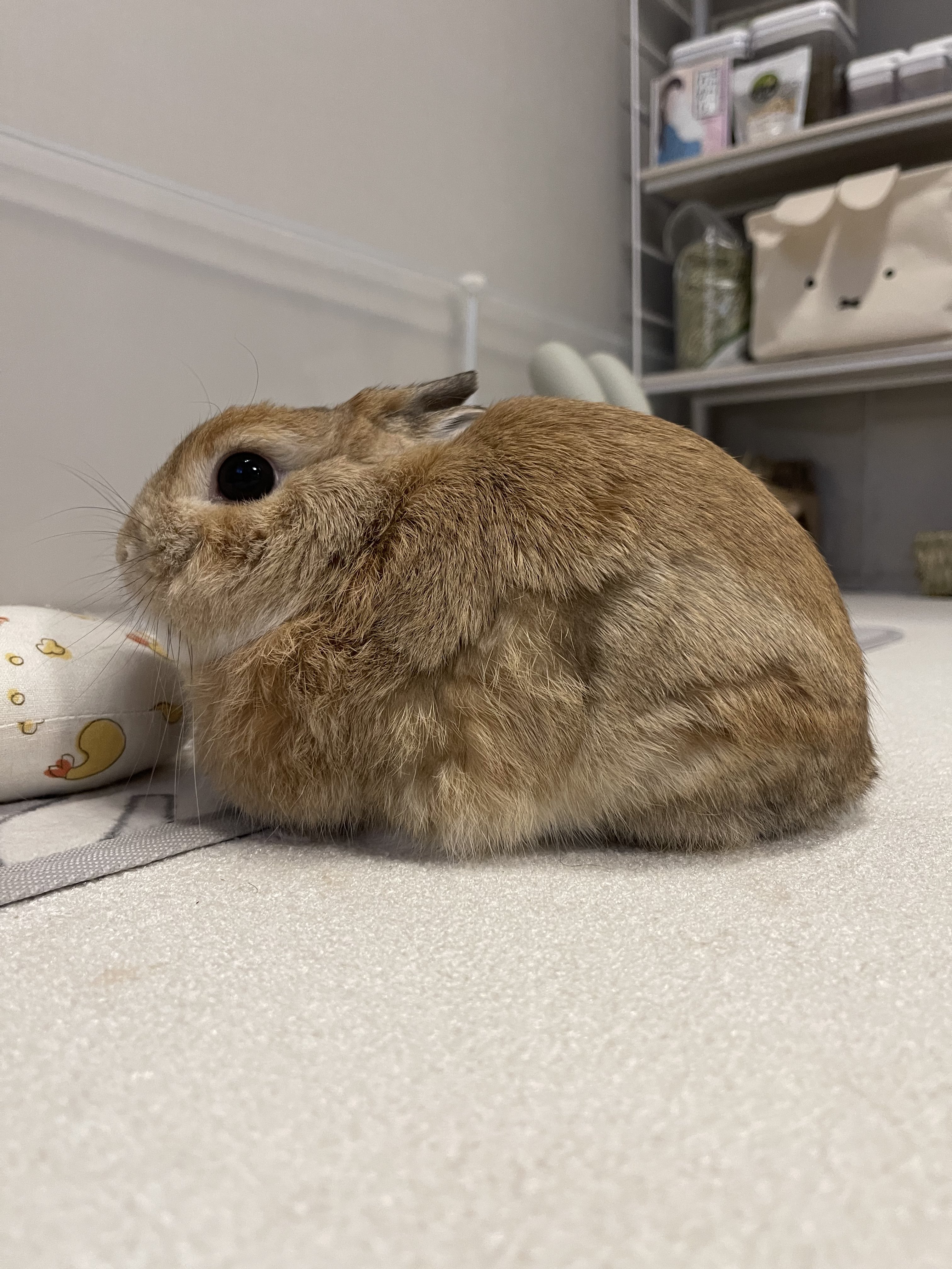うさぎのうに🐰 on X: 