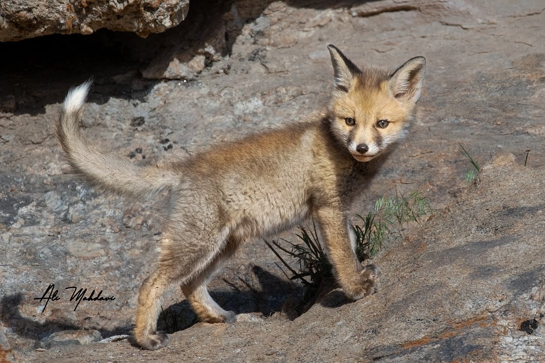 توله روباه، هفت حوض مشهد

📸 : Ali mahdavi