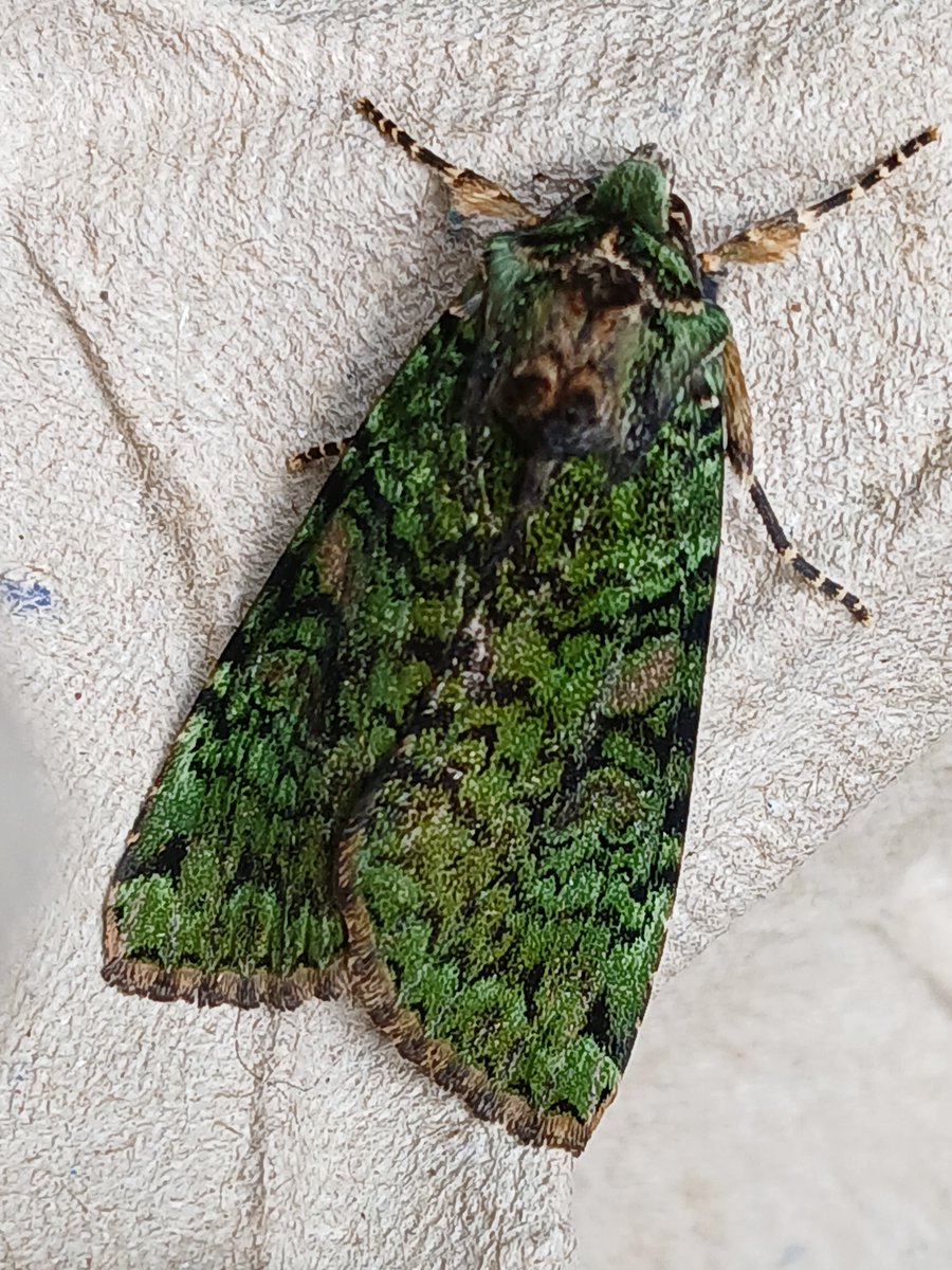 This was a nice surprise this morning. There's green moths then there's GREEN moths. This one is Green Arches 🙂