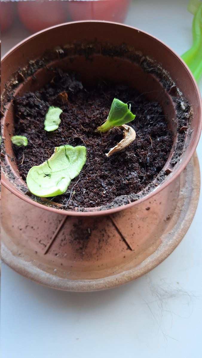 JanJoostBouwman's tweet image. I don't think I'll be harvesting any courgettes this year... #cats #destroy