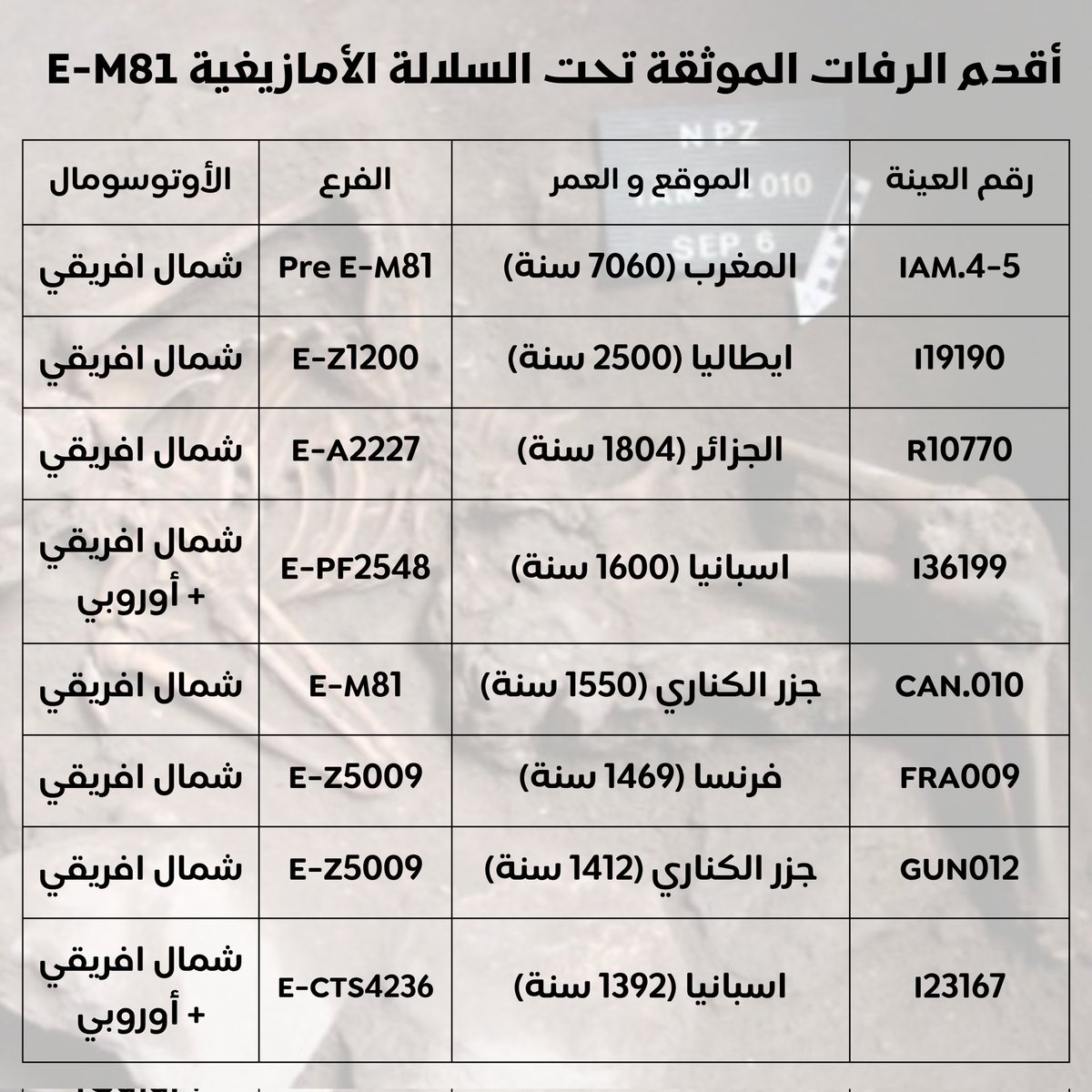 E-L19 E-M81 السلالة الأمازيغية tweet media