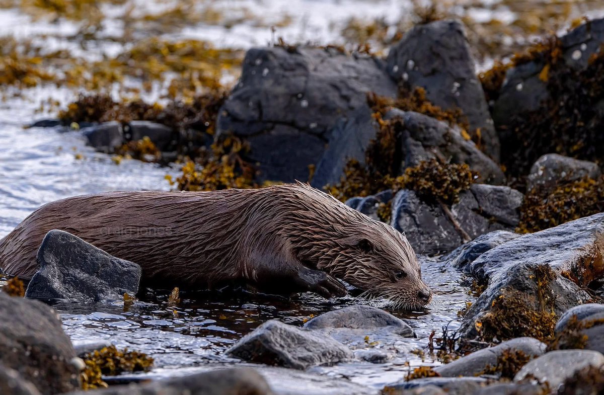 CraigJones17's tweet image. A male Otter coming ashore on the island of Mull. An incredible encounter watching a wild mammal go about its life. @skyeandfrisa @Mammal_Society @GlobalBirdfair @PTES @StephenMoss_TV @B_Strawbridge @WildOtterTrust @polyolbion @benedictallen @natalieben @hedgehoghugh