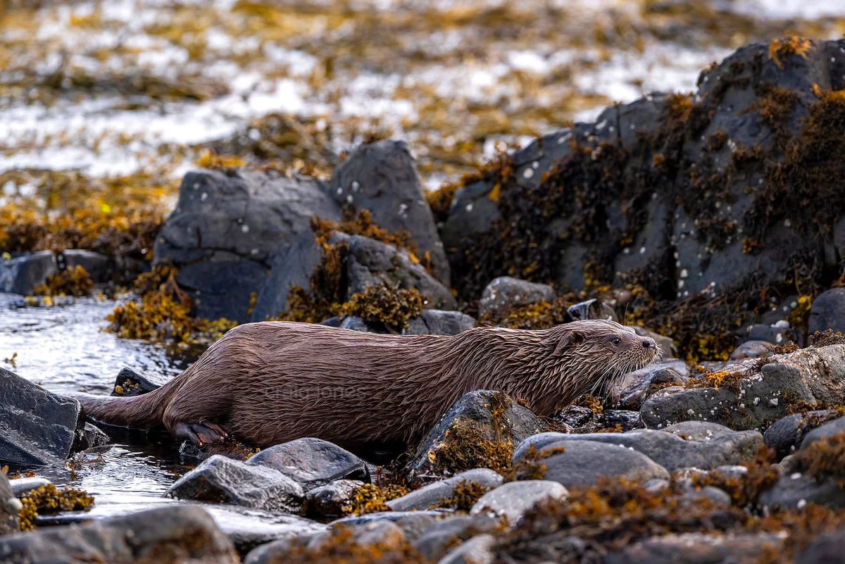 CraigJones17's tweet image. A male Otter coming ashore on the island of Mull. An incredible encounter watching a wild mammal go about its life. @skyeandfrisa @Mammal_Society @GlobalBirdfair @PTES @StephenMoss_TV @B_Strawbridge @WildOtterTrust @polyolbion @benedictallen @natalieben @hedgehoghugh