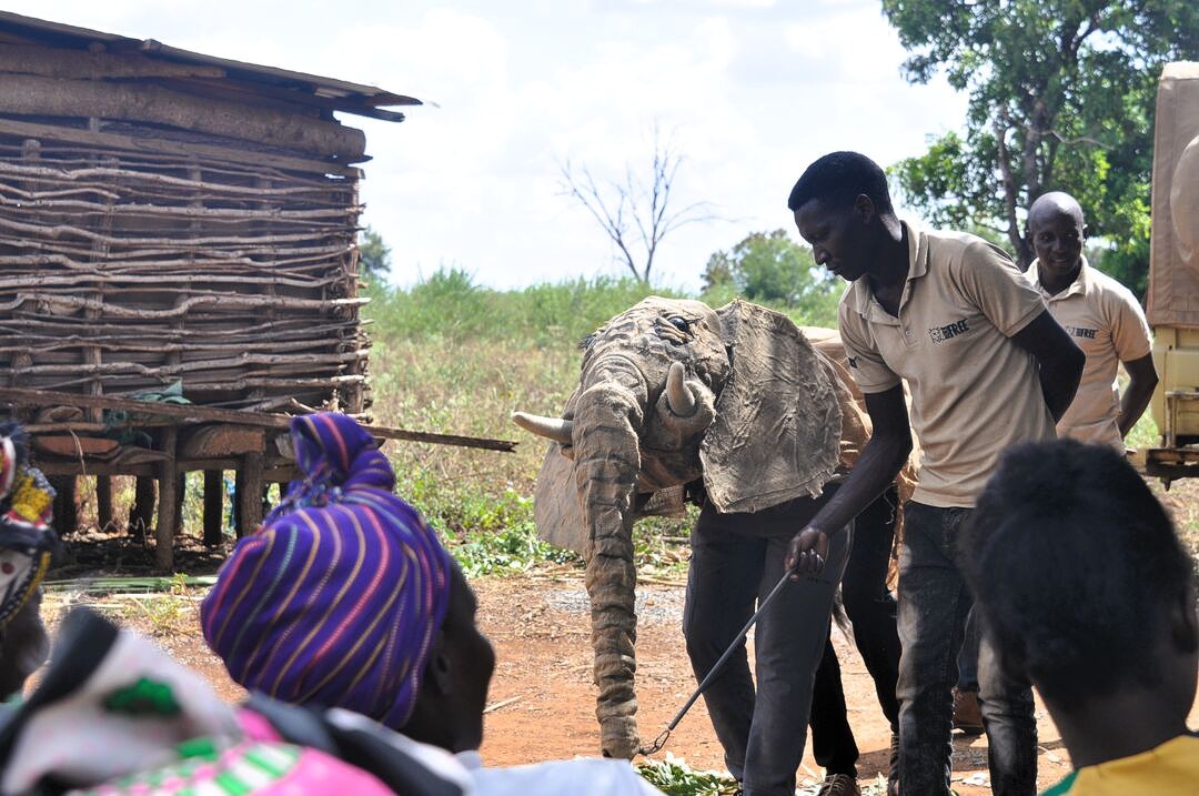 Our elephant behavior workshops are making a significant impact on communities by fostering coexistence between humans and wildlife. These workshops enhance and sustain knowledge and attitudes towards wildlife by improving community understanding of specific elephant behaviors.