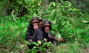 Meet our closest relatives! Watch chimps in their natural habitat. Book your chimp trek today: queenelizabethnationalparkuganda.com/attractions/ch… #chimpanzeesinkyamburagorge #chimpanzeetrekkinginkyamburagorge #chimpanzeetrackinginkyamburagorge