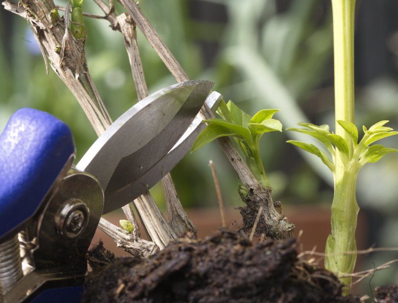 Woensdag 18 juni vindt er weer een gratis ophaalronde van grof #tuinafval plaats. 🍃 Wil je hiervan gebruikmaken? Aanmelden kan tot dinsdag 17 juni 16.30 uur bij <a href="/ROVA/">ROVA</a> via 033 – 422 8500. ➡️ bunschoten.nl/grof-tuinafval…