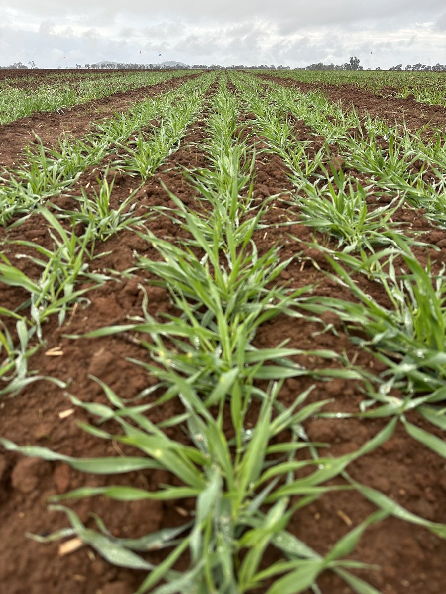 Early sowing of cereal evaluation trial looking great after a dry start <a href="/CharlesSturtUni/">Charles Sturt University</a>! Comparing new wheat, barley and oat varieties with some old favourites🌾 #phenologyisfun