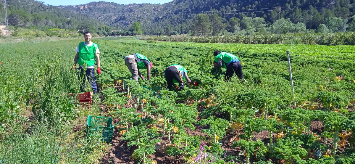 Jóvenes del SPAAI ‘La Foradada’ contribuyen a la #economíacircular en una acción de #voluntariado con <a href="/espigoladors/">Espigoladors</a> en la que cosecharon coles y rábanos sin uso comercial para repartirlos entre familias en situación de necesidad.
fundaciondiagrama.es/comunicacion-y…
<a href="/C_Roja_Amp/">Creu Roja d'Amposta</a>