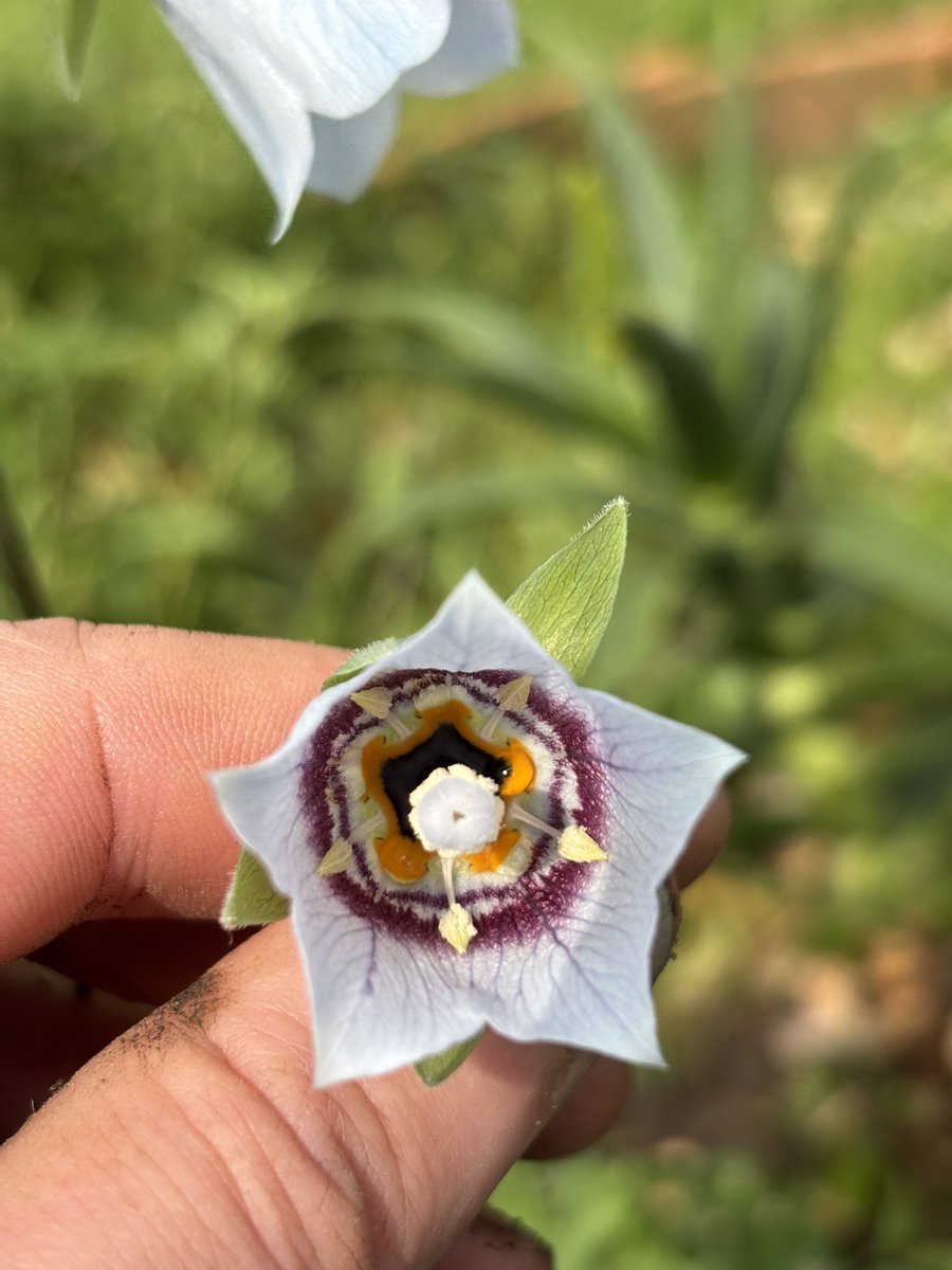 frdvil's tweet photo. The pretty bell flowers of #codonopsis clematidea. https://t.co/3e1Z9VvlBN