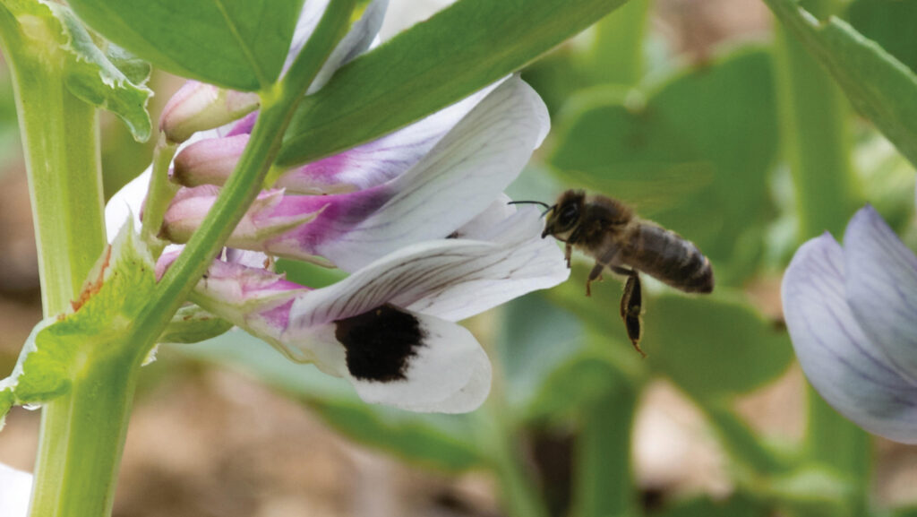 AgriSoundTech's tweet image. 👂 Nature is talking -are you listening?
AgriSound uses bioacoustic sensors to track pollinators, birds &amp;amp; more in real time 🐝🎶
📊 Better data = smarter habitat management
👉Read the @FarmersWeekly article - link in comments.
#AgriSound #Bioacoustics #Farming #Biodiversity
