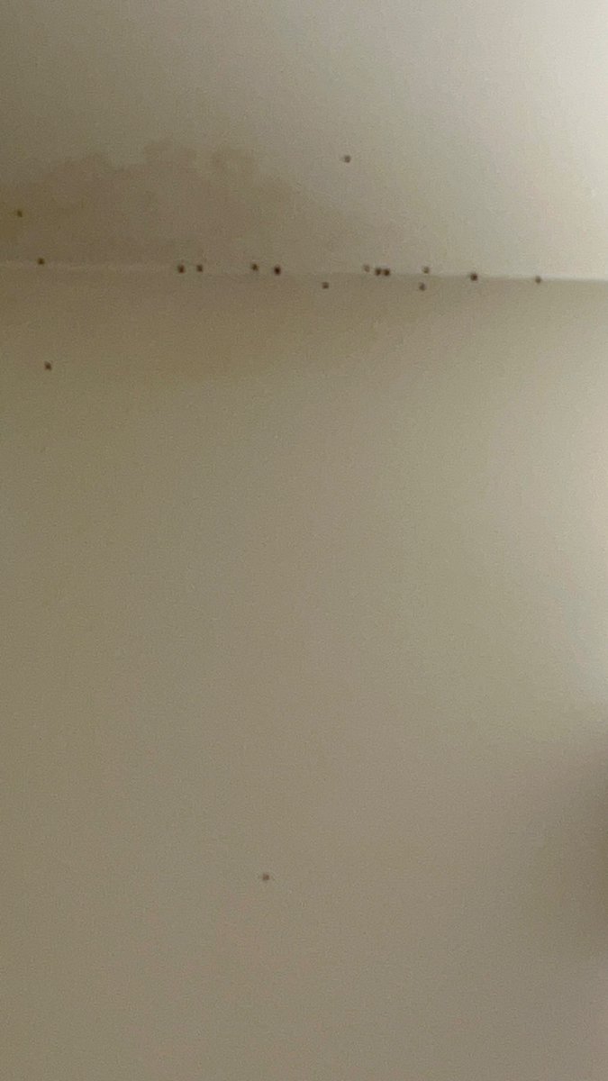choc713's tweet image. Rand new renovated apartment leak somewhere in ceiling brand new drain flies infestation brand new $1.9 Billion $600 Million #helpmemove